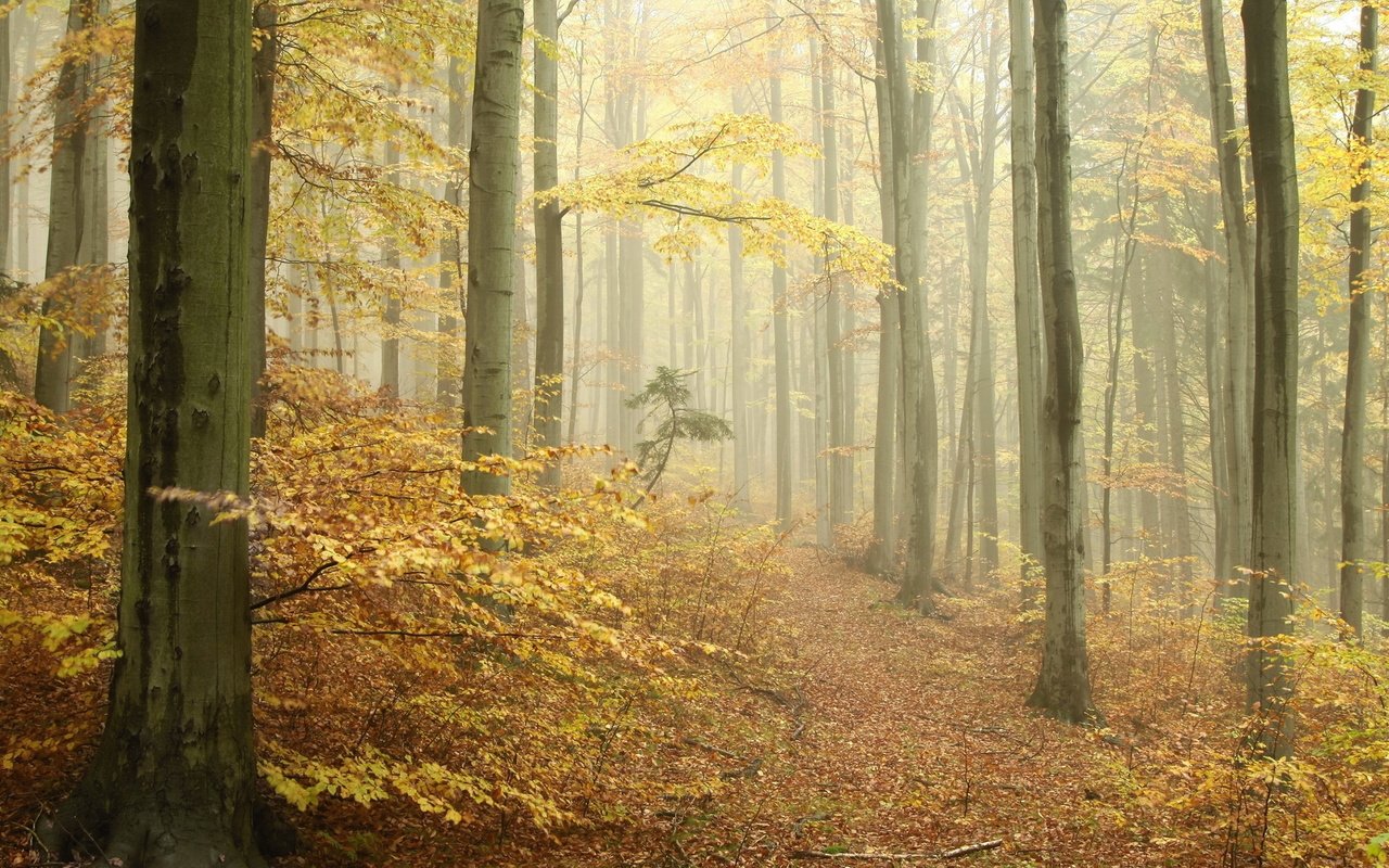 Обои лес, осень, тропа, forest, autumn, trail разрешение 1920x1080 Загрузить