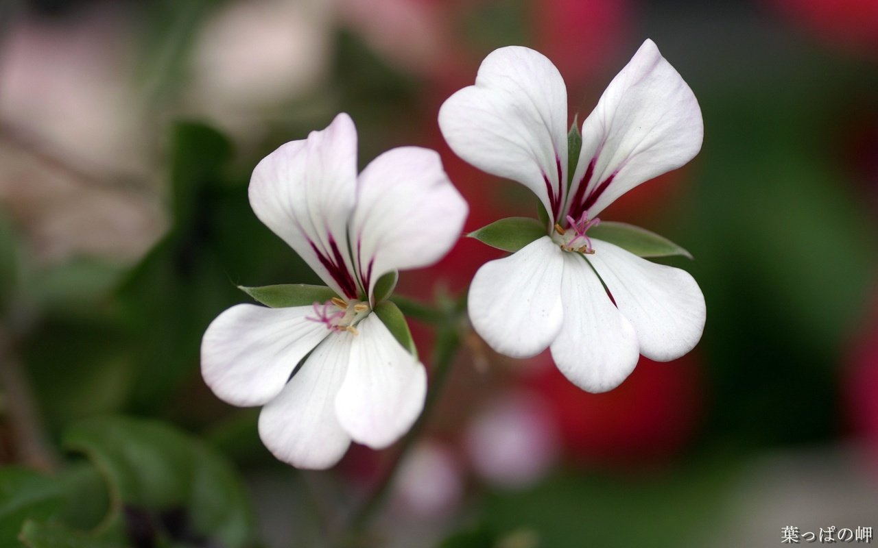 Обои цветы, лепестки, белые, герань, flowers, petals, white, geranium разрешение 1920x1200 Загрузить