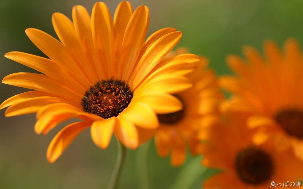 Обои цветы, лепестки, крупный план, оранжевые, календула, flowers, petals, close-up, orange, calendula разрешение 1920x1200 Загрузить