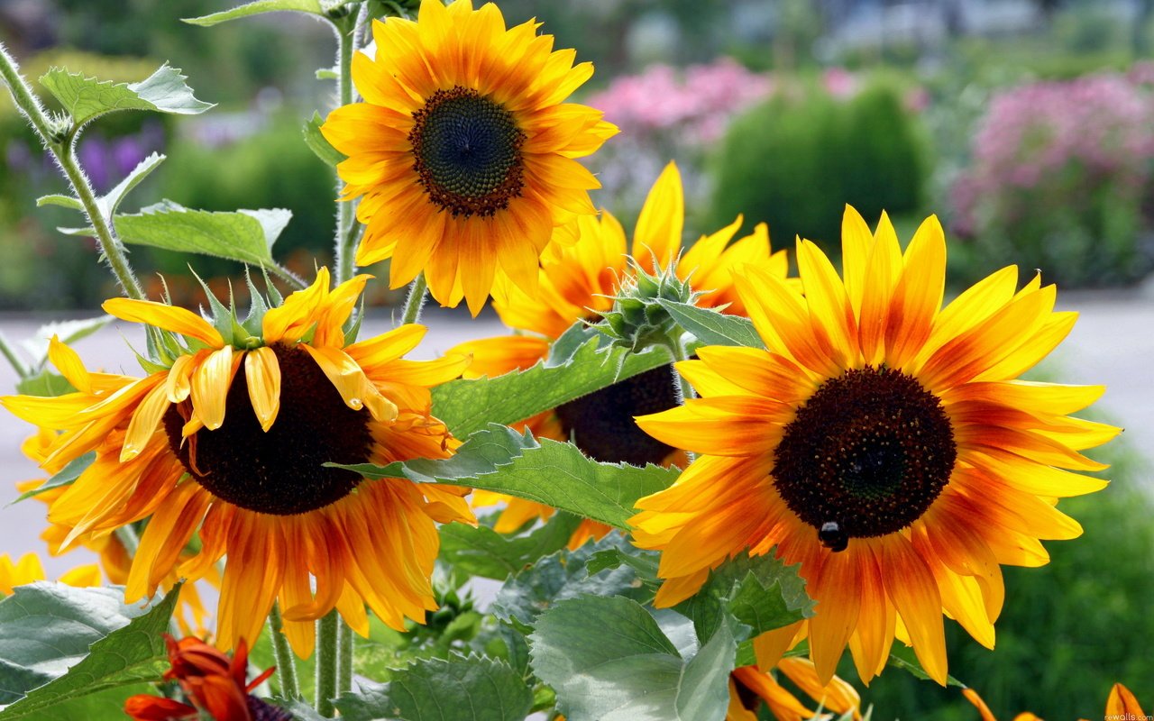 Обои цветы, зелень, лето, сад, подсолнухи, flowers, greens, summer, garden, sunflowers разрешение 2560x1600 Загрузить