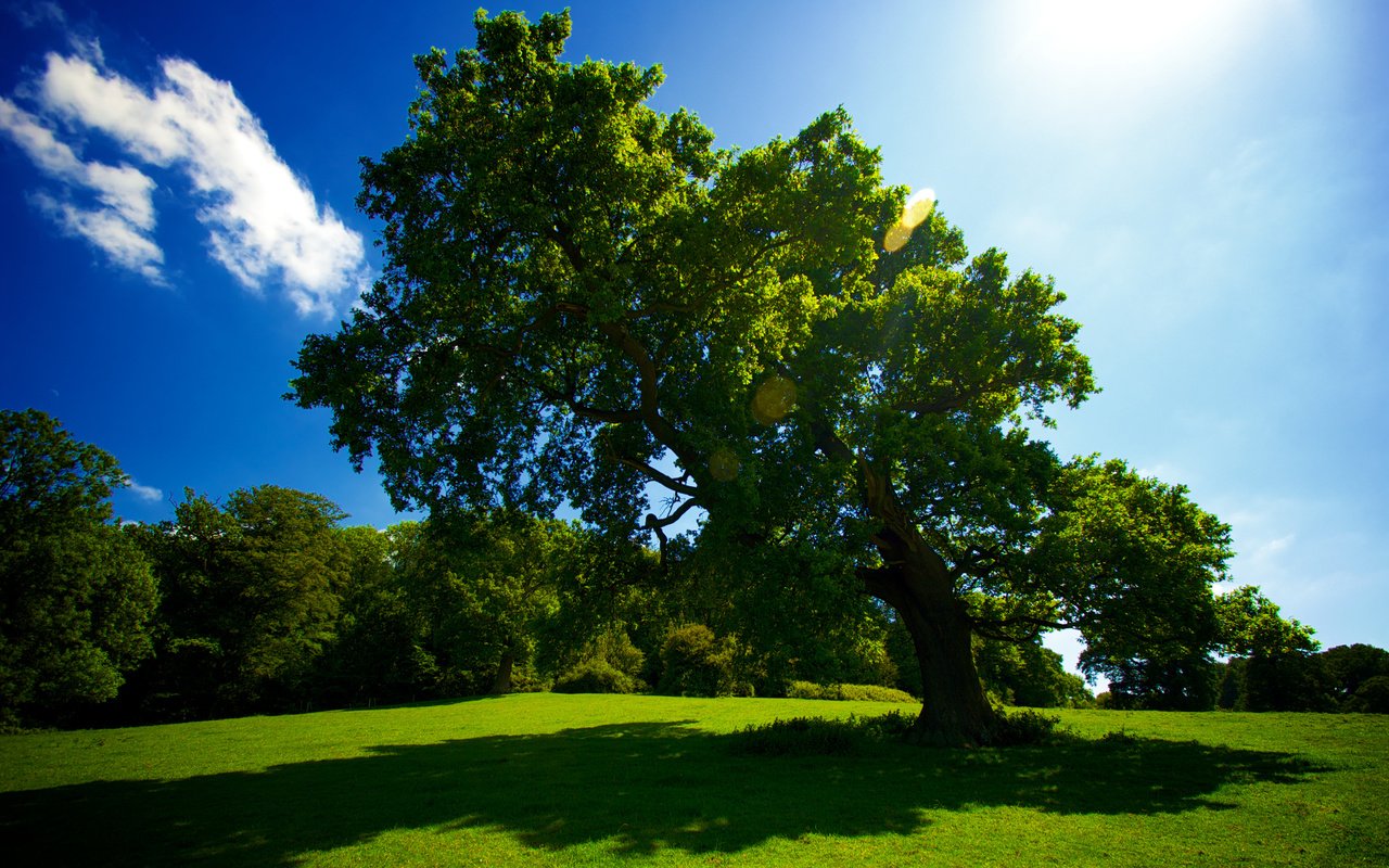 Обои небо, трава, солнце, дерево, лето, тень, красиво, the sky, grass, the sun, tree, summer, shadow, beautiful разрешение 2559x1600 Загрузить