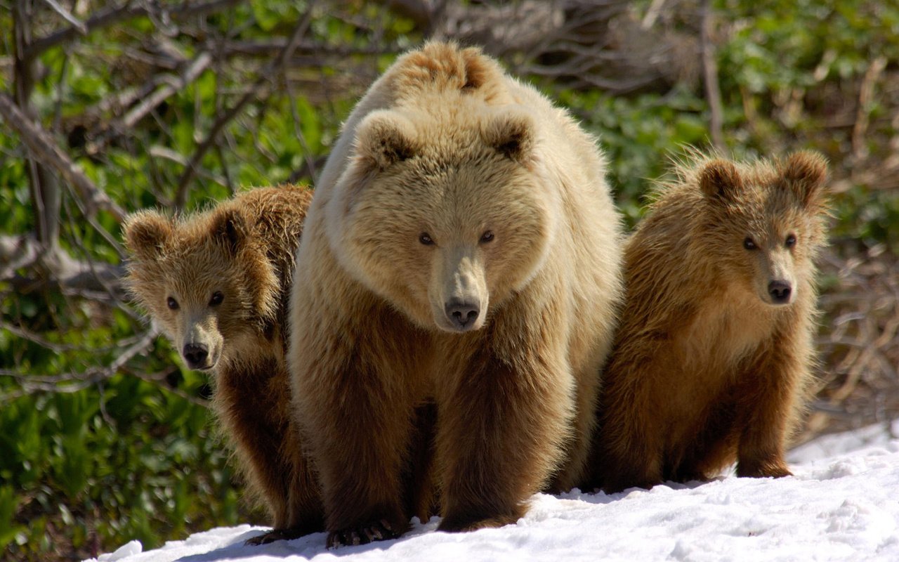 Обои снег, медведь, медведи, 3, snow, bear, bears разрешение 1920x1080 Загрузить