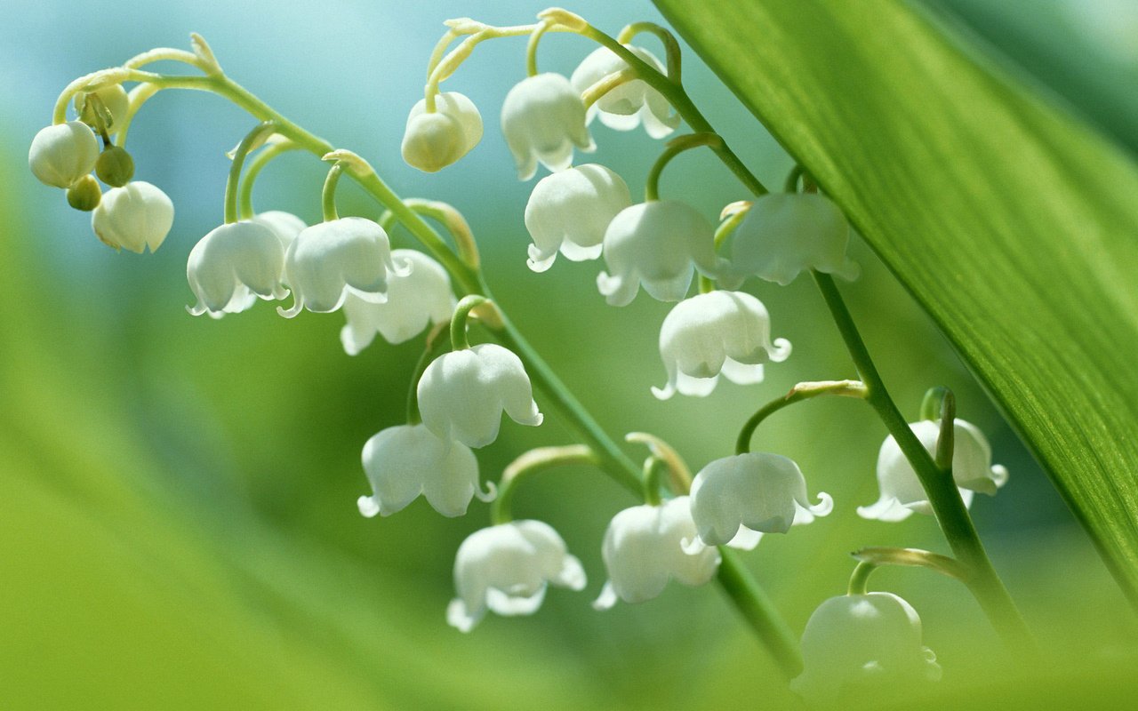 Обои цветы, ландыши, белые, flowers, lilies of the valley, white разрешение 2560x1920 Загрузить