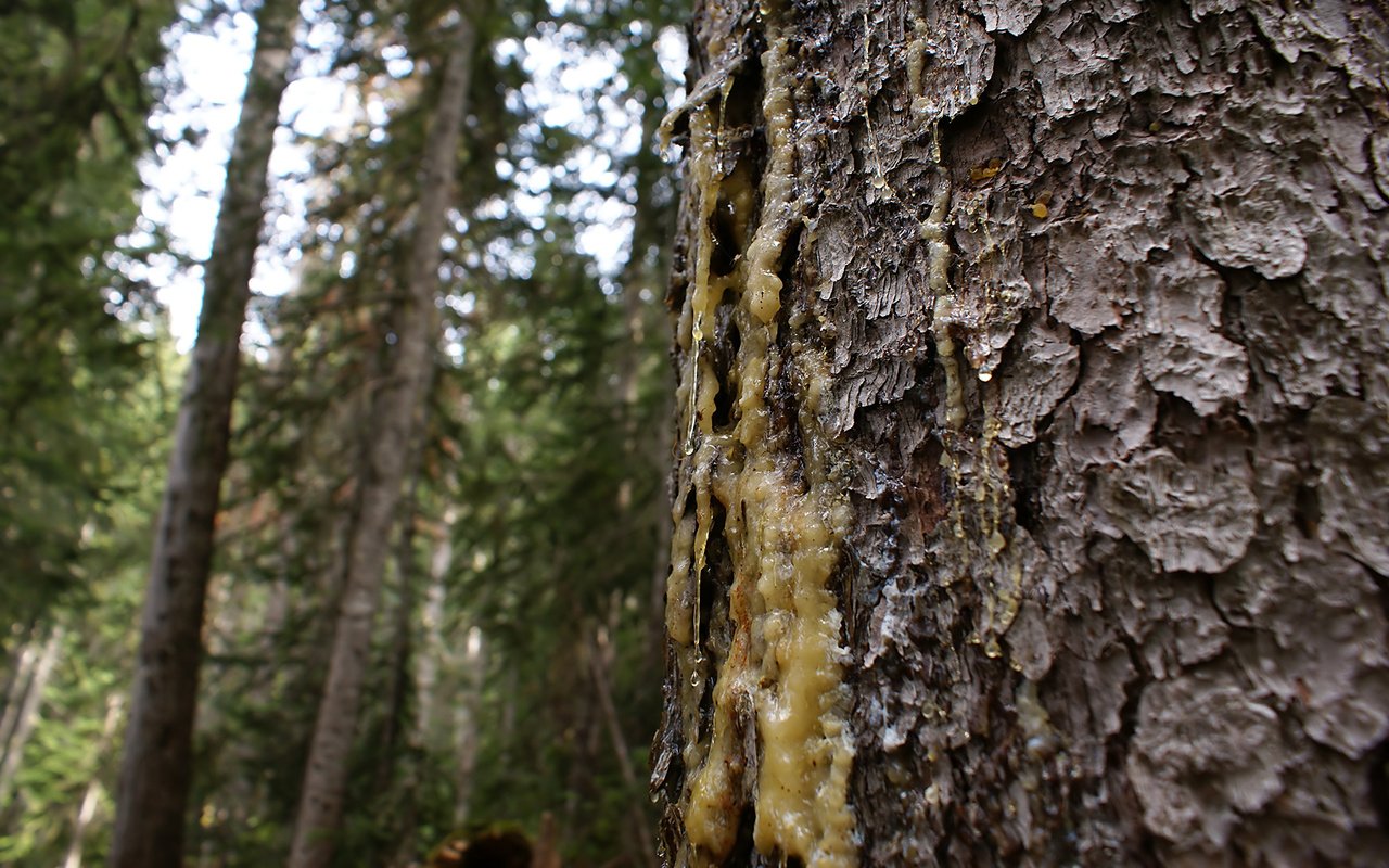 Обои дерево, ствол, кора, ствол дерева, смола, tree, trunk, bark, the trunk of the tree разрешение 1920x1200 Загрузить