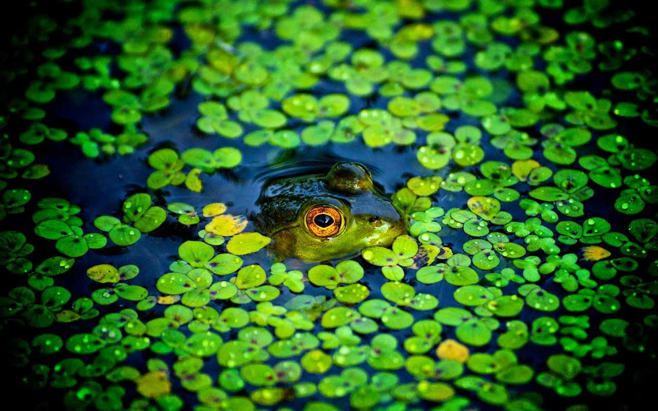 Обои пруд, лягушки, ряска, pond, frogs, duckweed разрешение 2048x1280 Загрузить