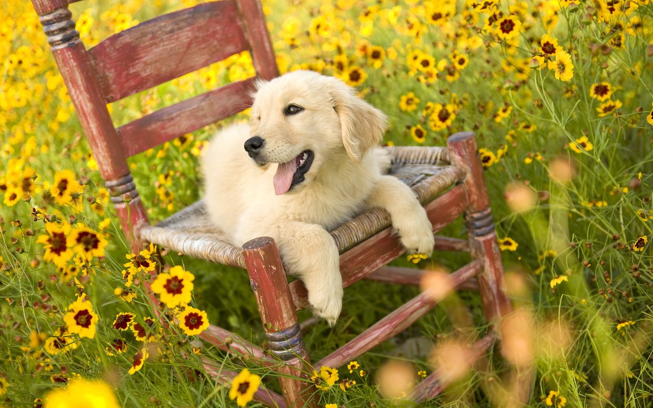 Обои цветы, природа, поле, собака, стул, щенок, золотистый ретривер, flowers, nature, field, dog, chair, puppy, golden retriever разрешение 1920x1080 Загрузить