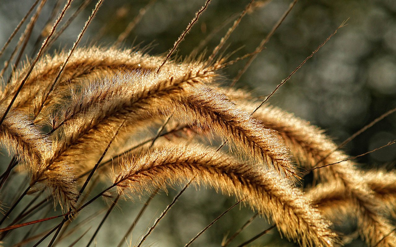 Обои трава, природа, макро, колосья, колоски, растение, красиво, grass, nature, macro, ears, spikelets, plant, beautiful разрешение 2560x1600 Загрузить