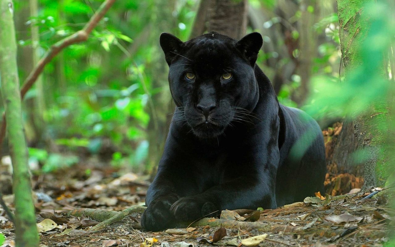 Обои природа, хищник, большая кошка, пантера, черный ягуар, nature, predator, big cat, panther, black jaguar разрешение 1920x1200 Загрузить