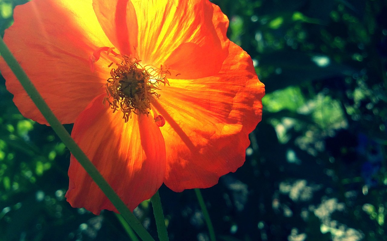 Обои зелень, макро, цветок, лето, мак, оранжевый, greens, macro, flower, summer, mac, orange разрешение 1920x1440 Загрузить