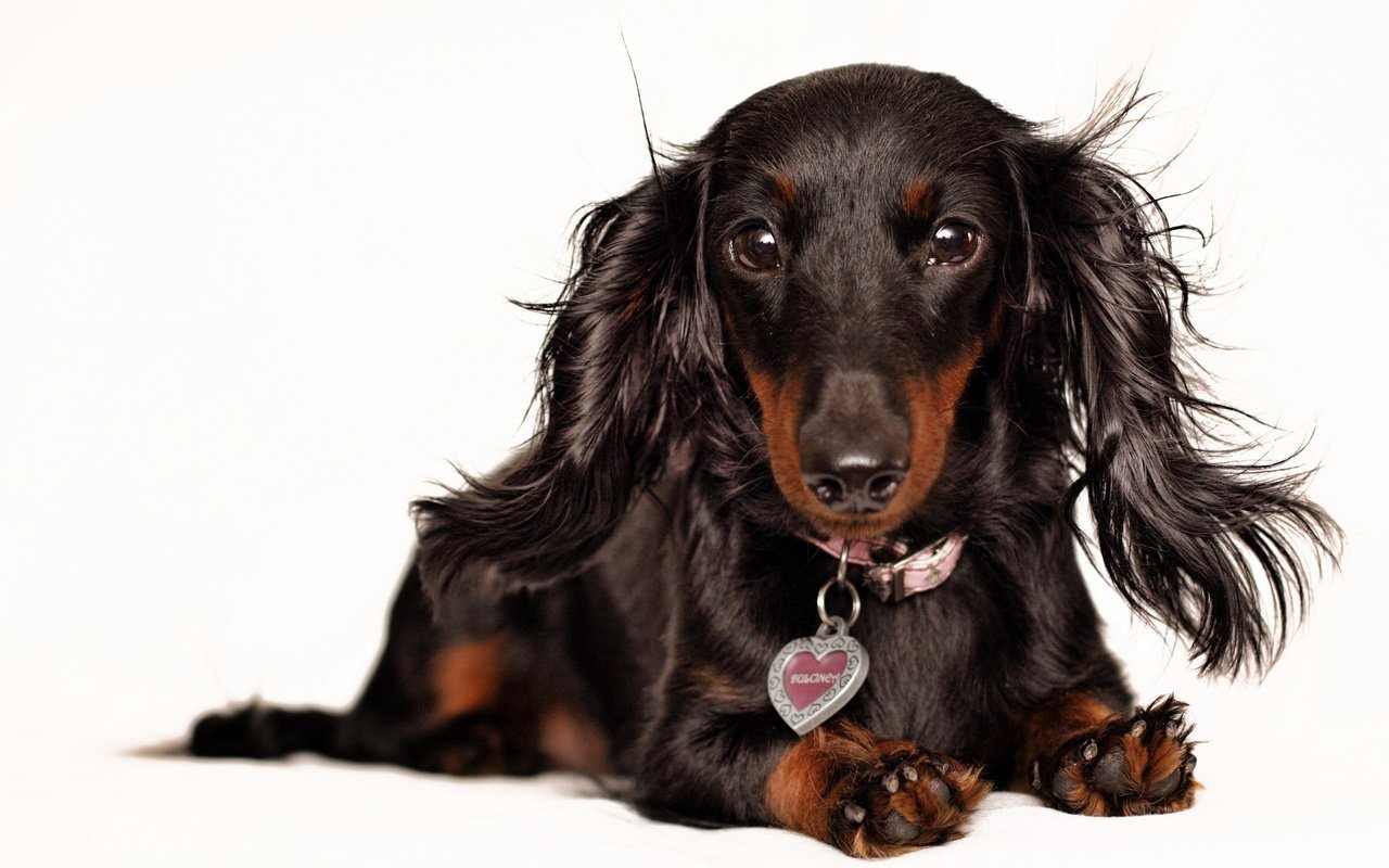 Обои взгляд, собака, белый фон, уши, ошейник, такса, look, dog, white background, ears, collar, dachshund разрешение 1920x1200 Загрузить