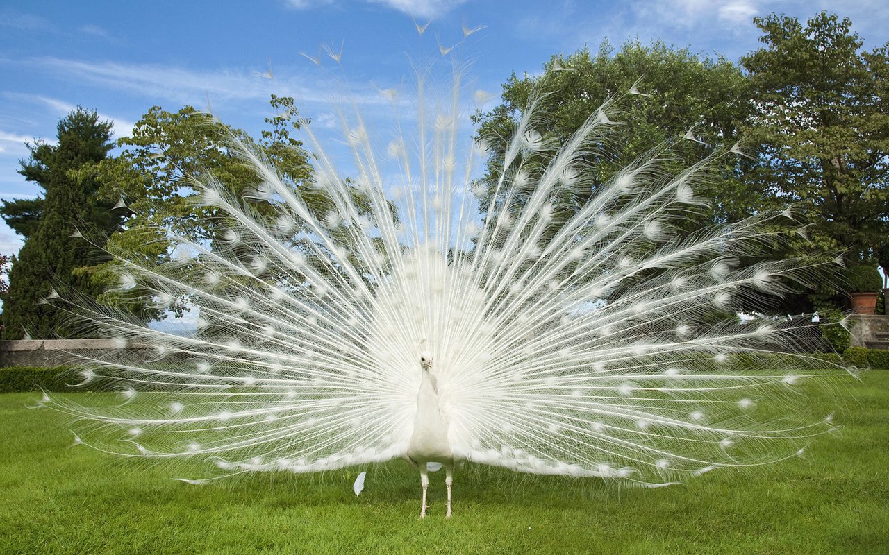 Обои трава, белый, птица, павлин, перья, хвост, газон, grass, white, bird, peacock, feathers, tail, lawn разрешение 1920x1080 Загрузить