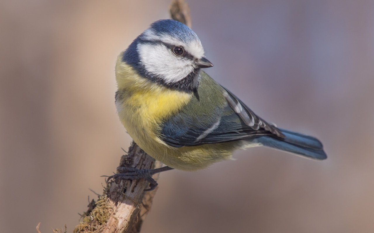 Обои ветка, лазоревка, природа, дерево, птица, клюв, перья, сук, синица, branch, blue tit, nature, tree, bird, beak, feathers, bitches, tit разрешение 1920x1200 Загрузить