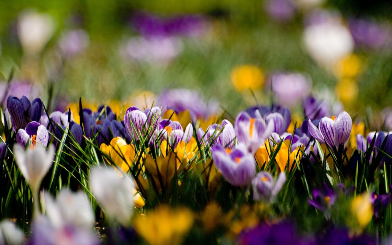 Обои фиолетовый, поляна, весна, крокусы, purple, glade, spring, crocuses разрешение 3648x2736 Загрузить