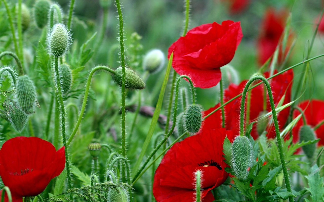 Обои цветы, листья, красные, красный, маки, стебли, яркие, полевые, flowers, leaves, red, maki, stems, bright, field разрешение 4032x2567 Загрузить