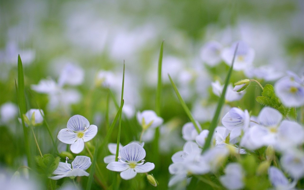 Обои цветы, зелень, поляна, cvety, vesna, priroda, flowers, greens, glade разрешение 1936x1296 Загрузить