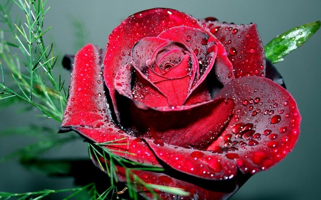Обои красивые, супер, радужно, rozy, kapelki, na lipestkax, роза., beautiful, super, rosy, rose. разрешение 1920x1200 Загрузить