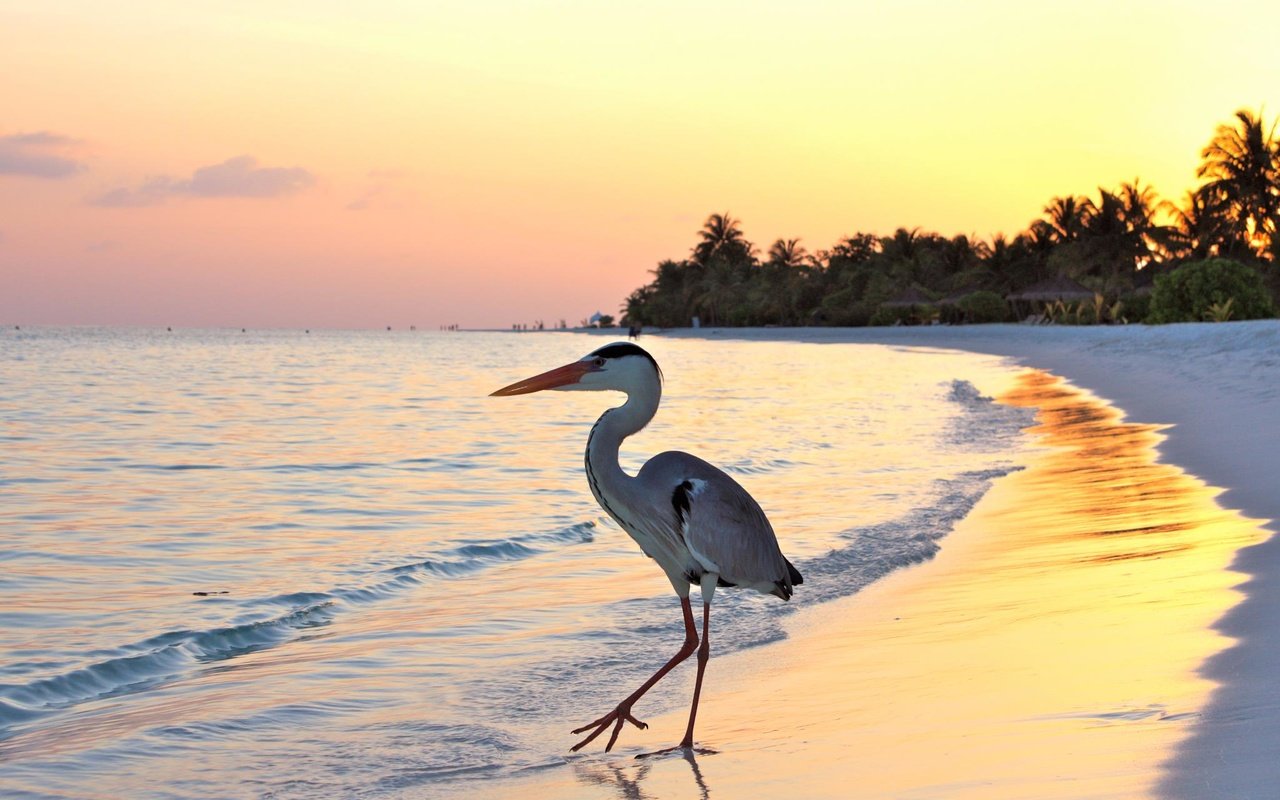 Обои пляж, пальмы, тропики, мальдивы, beach, palm trees, tropics, the maldives разрешение 2048x1365 Загрузить