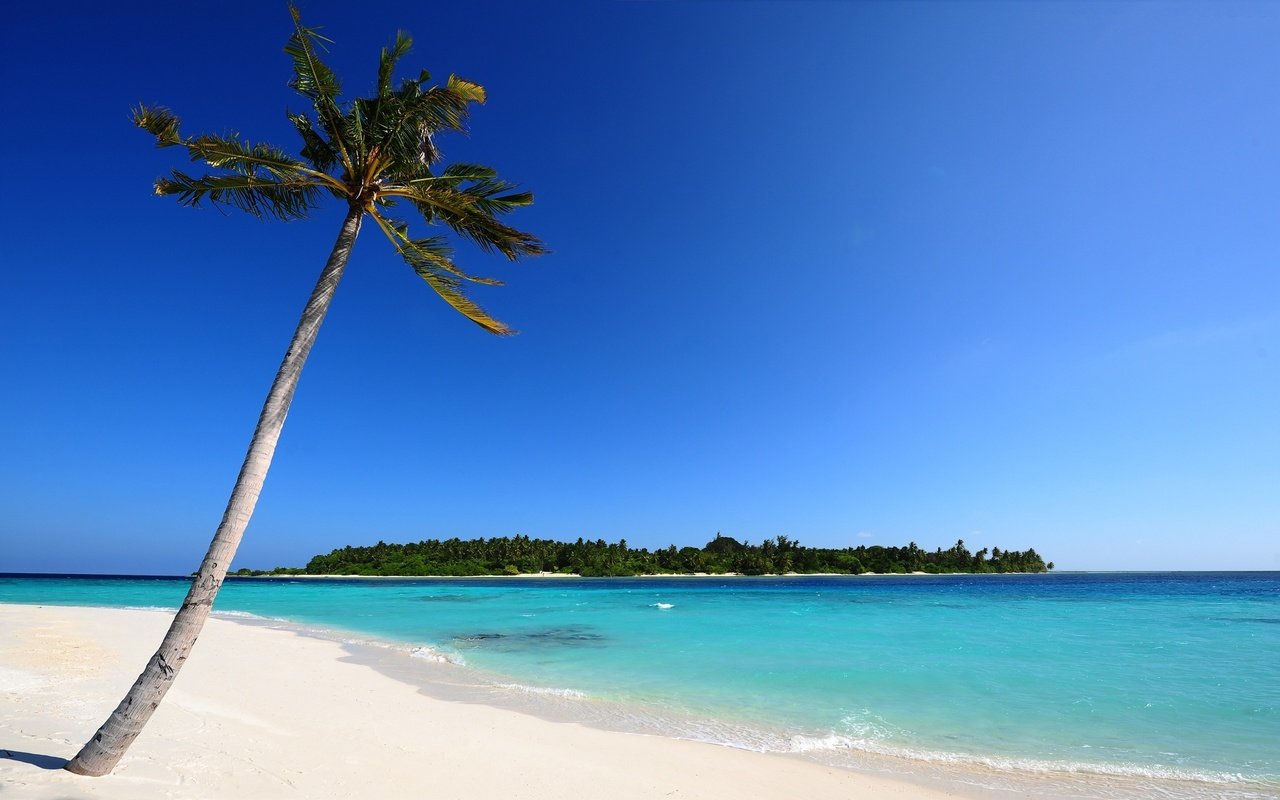 Обои природа, море, песок, пляж, пальма, остров, мальдивы, nature, sea, sand, beach, palma, island, the maldives разрешение 2560x1600 Загрузить