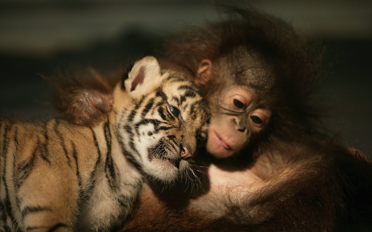 Обои тигренок, обезьяна, друзья, орангутанг, шимпанзе, tiger, monkey, friends, orangutan, chimpanzees разрешение 3000x2000 Загрузить