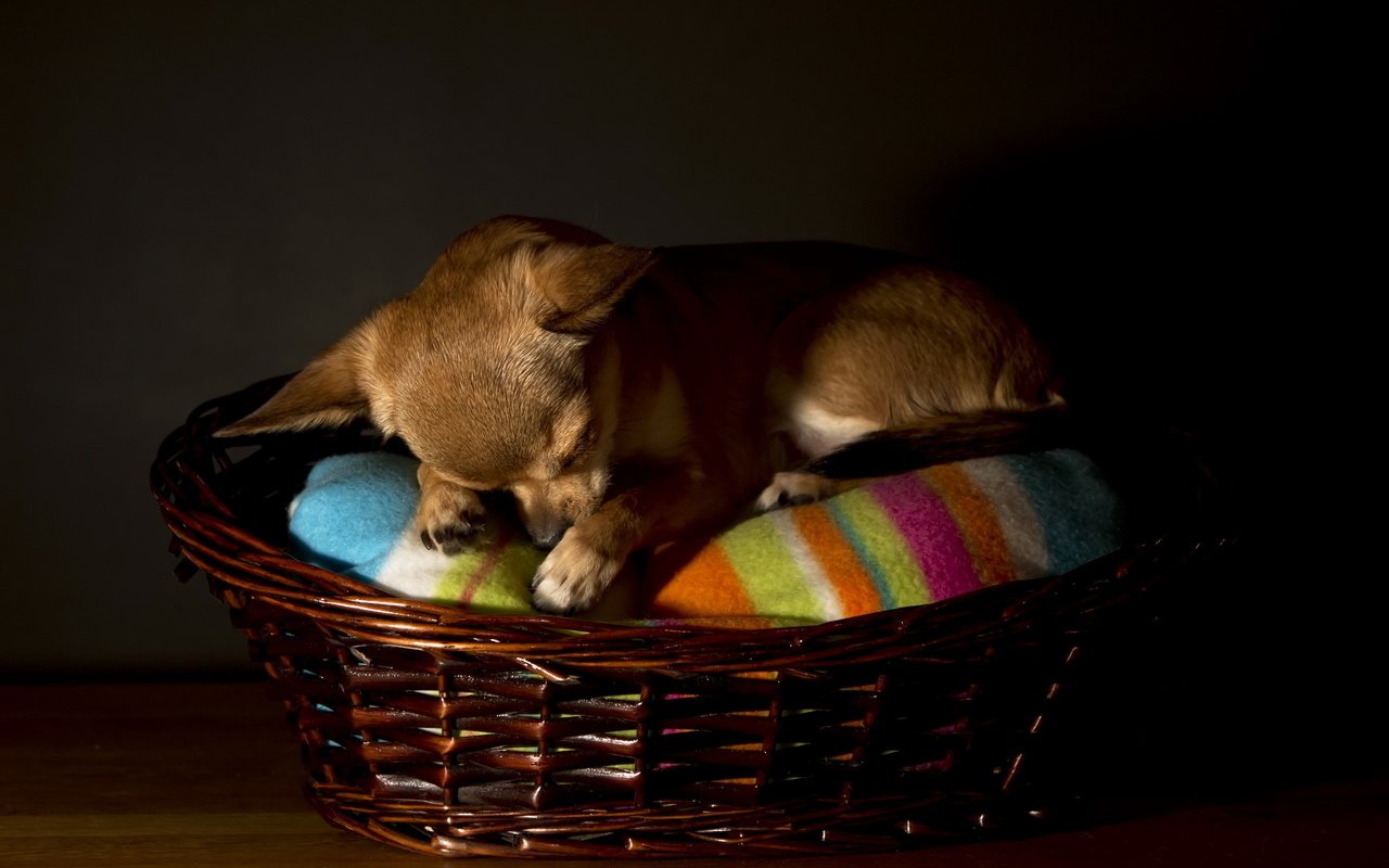 Обои сон, собака, корзина, чихуахуа, sleep, dog, basket, chihuahua разрешение 2560x1600 Загрузить