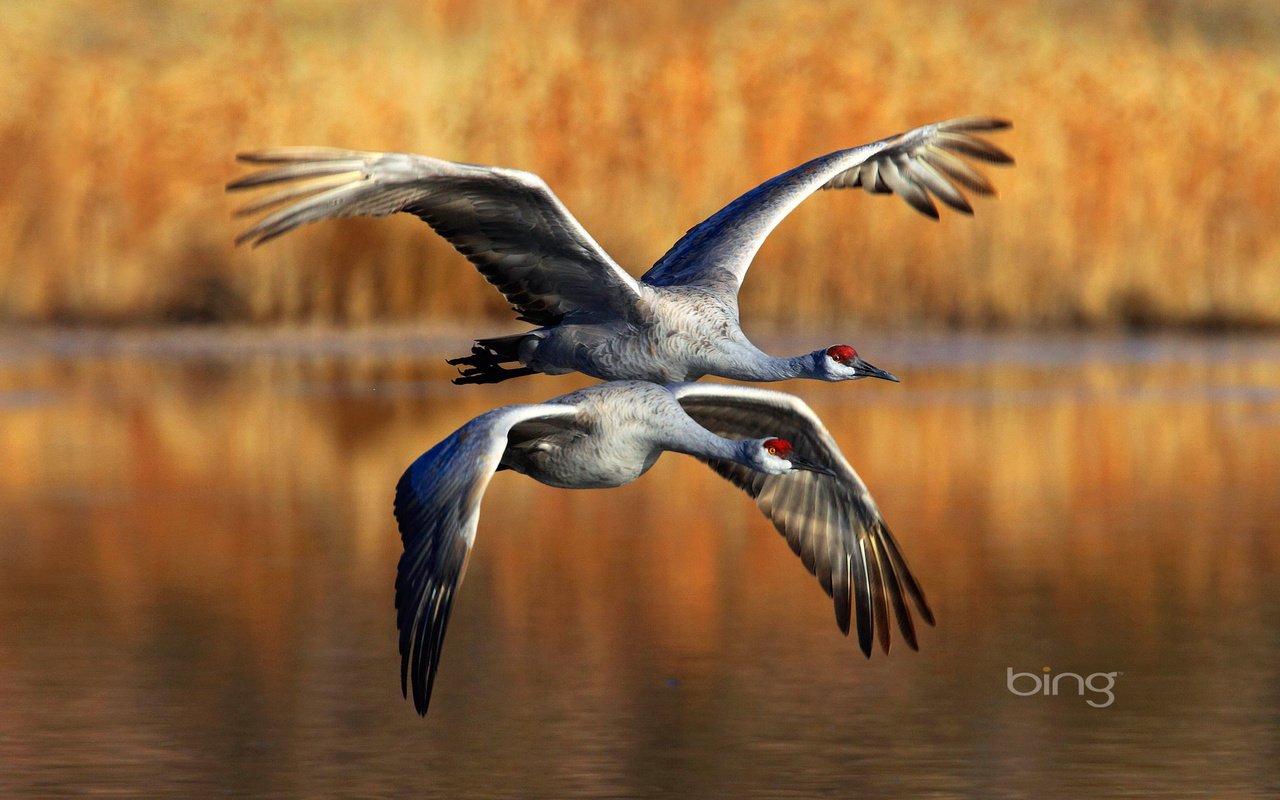 Обои полет, крылья, птицы, журавль, канадские журавли, flight, wings, birds, crane, canadian cranes разрешение 1920x1200 Загрузить