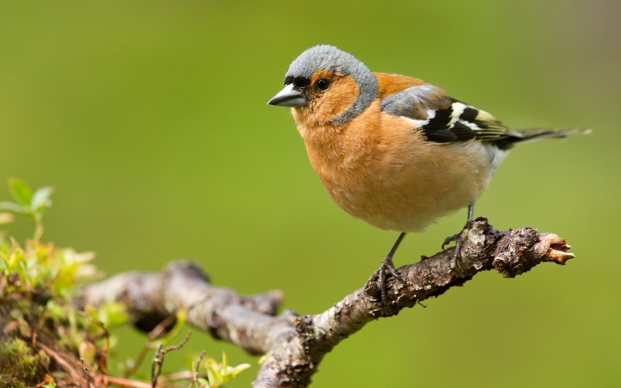 Обои ветка, природа, птицы, зяблик, branch, nature, birds, chaffinch разрешение 2048x1328 Загрузить