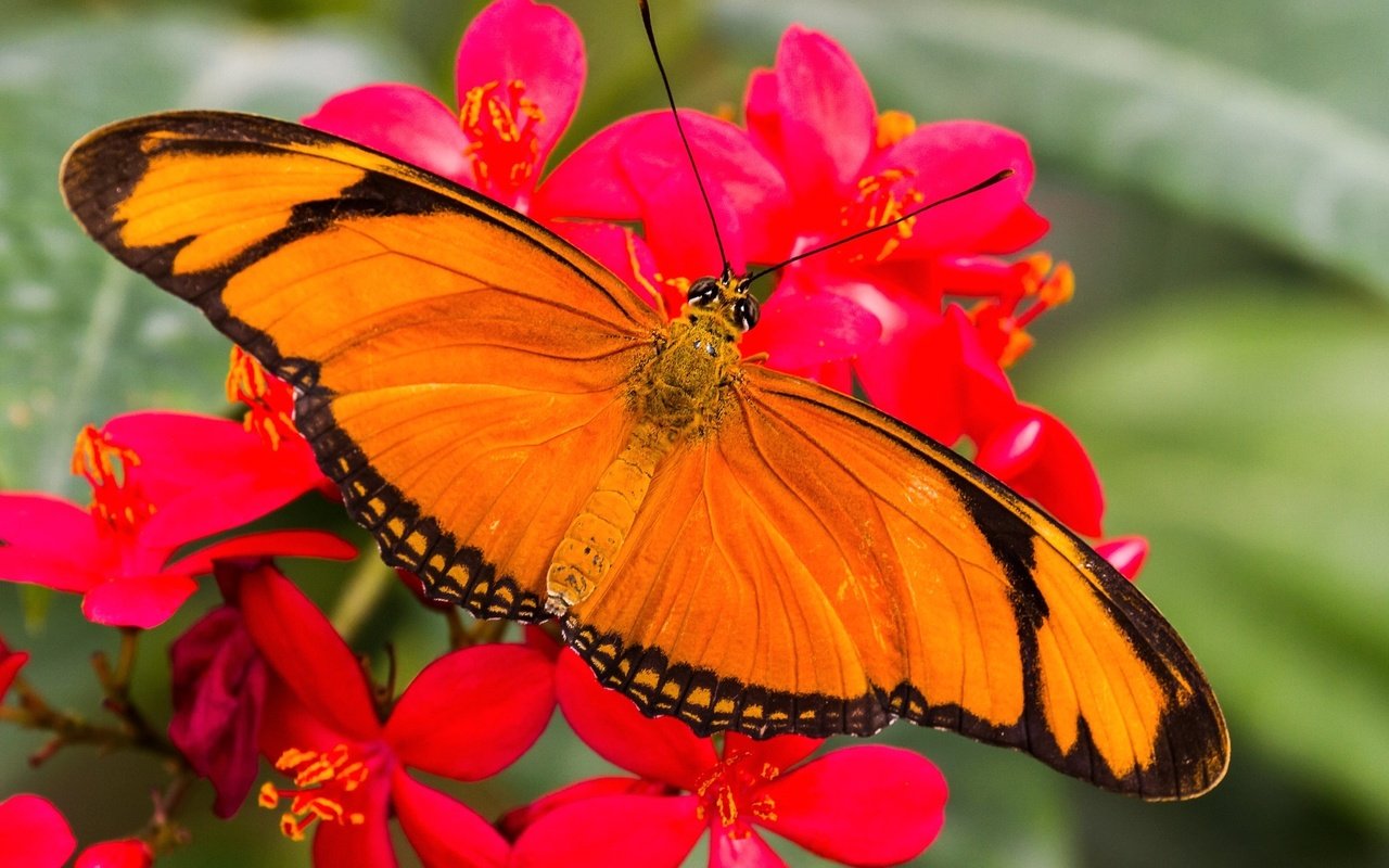 Обои цветы, макро, бабочка, крылья, насекомые, flowers, macro, butterfly, wings, insects разрешение 2048x1365 Загрузить