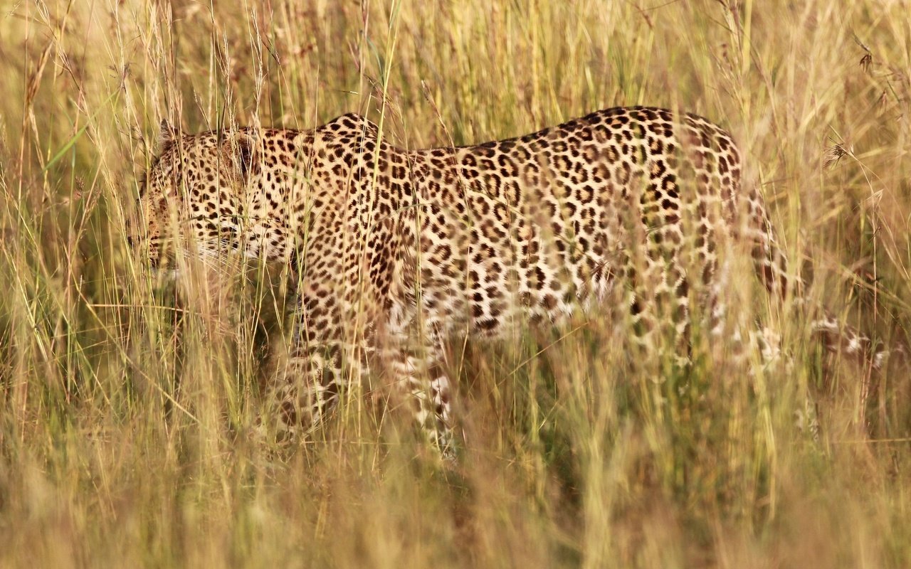 Обои трава, природа, леопард, хищник, grass, nature, leopard, predator разрешение 1945x1273 Загрузить