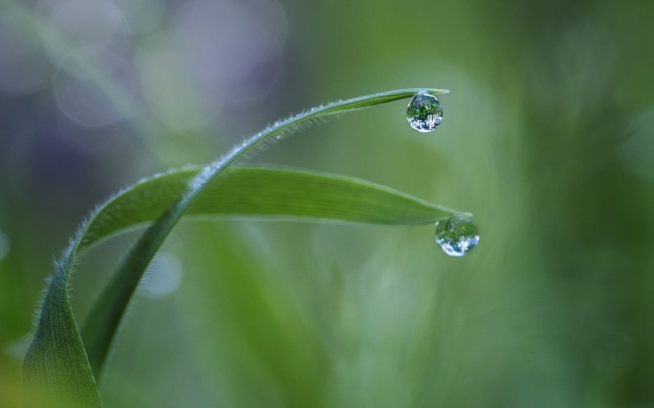 Обои трава, макро, роса, капля, травинки, grass, macro, rosa, drop разрешение 1920x1080 Загрузить