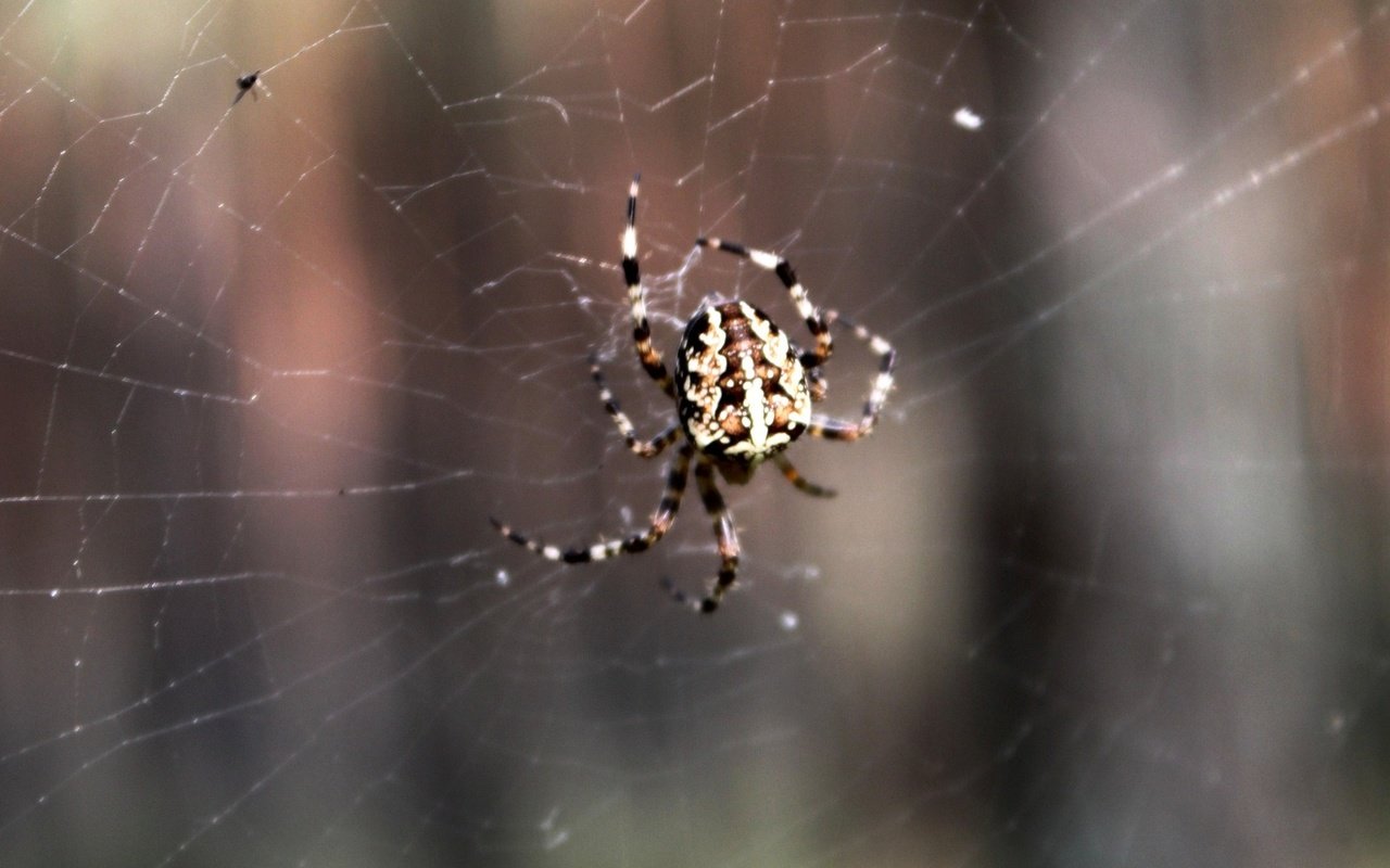 Обои паук, паутина, spider, web разрешение 1920x1080 Загрузить
