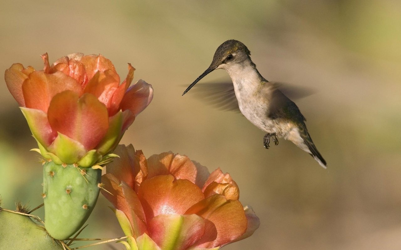 Обои природа, фон, пейзаж, цветок, птица, колибри, nature, background, landscape, flower, bird, hummingbird разрешение 1920x1200 Загрузить