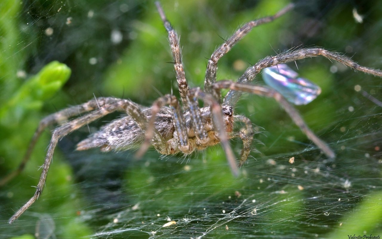 Обои макро, капли, блеск, паук, паутина, macro, drops, shine, spider, web разрешение 1920x1200 Загрузить