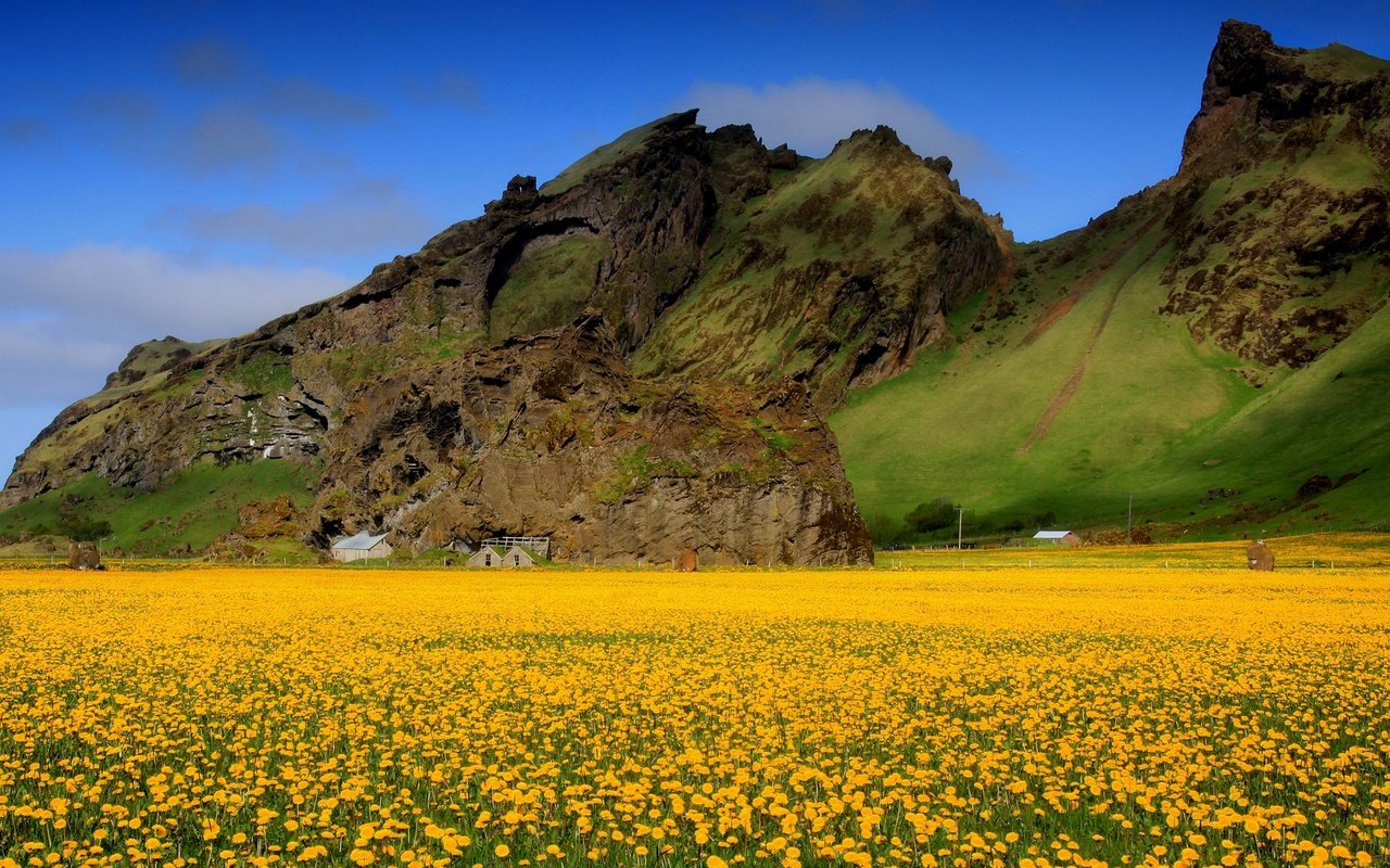 Обои небо, цветы, горы, поле, весна, одуванчики, долина, желтые, the sky, flowers, mountains, field, spring, dandelions, valley, yellow разрешение 1920x1200 Загрузить