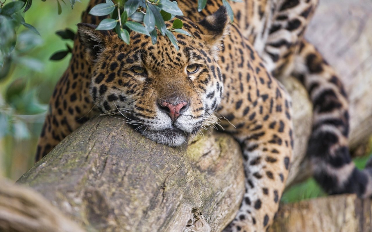 Обои природа, дерево, хищник, ягуар, отдых, nature, tree, predator, jaguar, stay разрешение 2560x1920 Загрузить