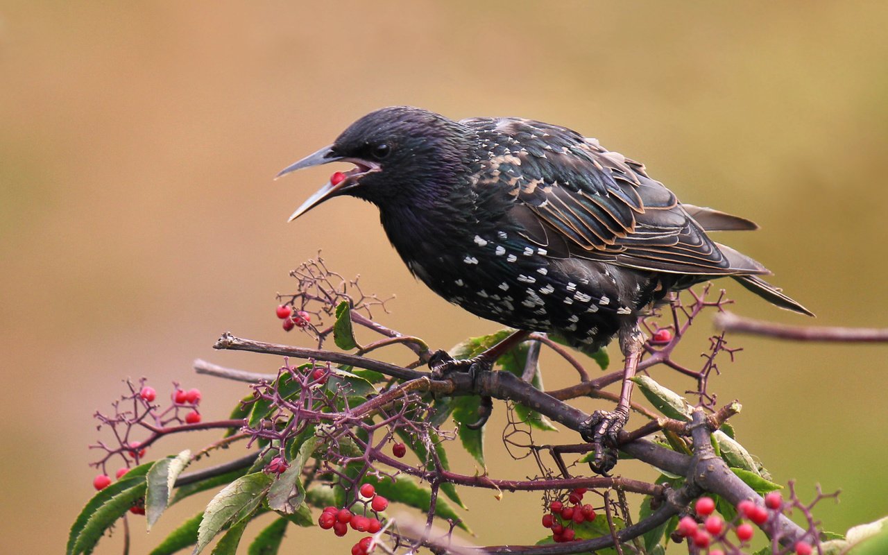 Обои ветка, листья, ягода, птицы, скворец, branch, leaves, berry, birds, starling разрешение 2877x1918 Загрузить