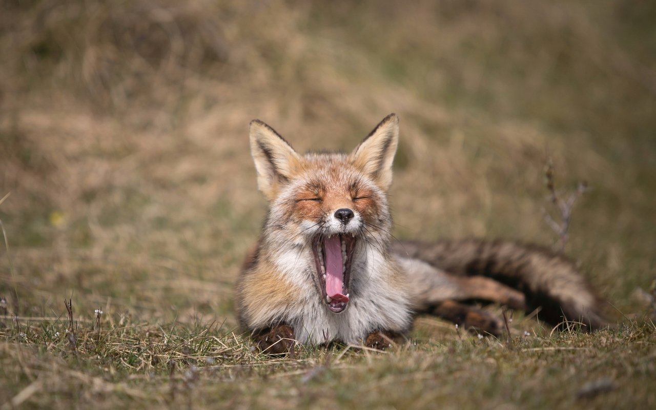 Обои природа, лиса, лисица, язык, зевает, nature, fox, language, yawns разрешение 2047x1282 Загрузить