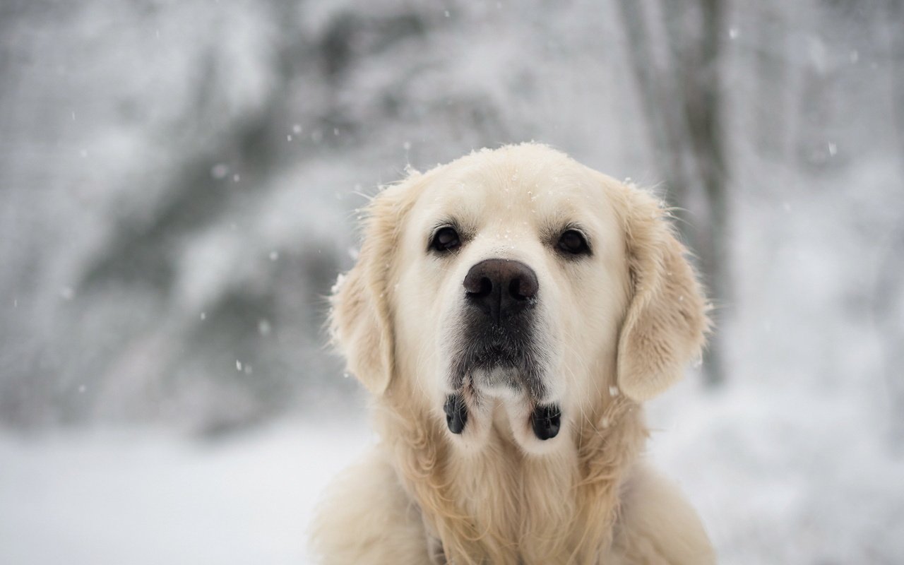 Обои снег, взгляд, собака, лабрадор, золотистый ретривер, snow, look, dog, labrador, golden retriever разрешение 1920x1200 Загрузить