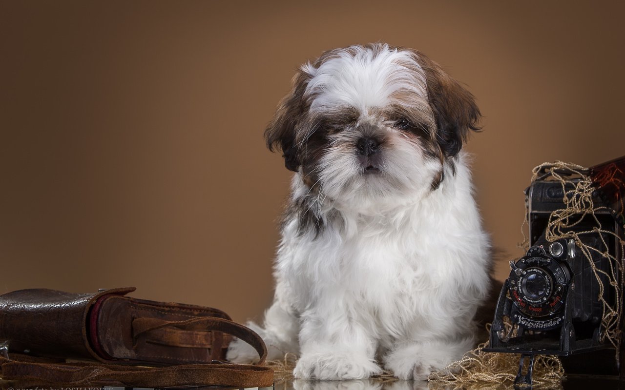 Обои ретро, собака, щенок, фотоаппарат, ши-тцу, retro, dog, puppy, the camera, shih tzu разрешение 4219x2790 Загрузить