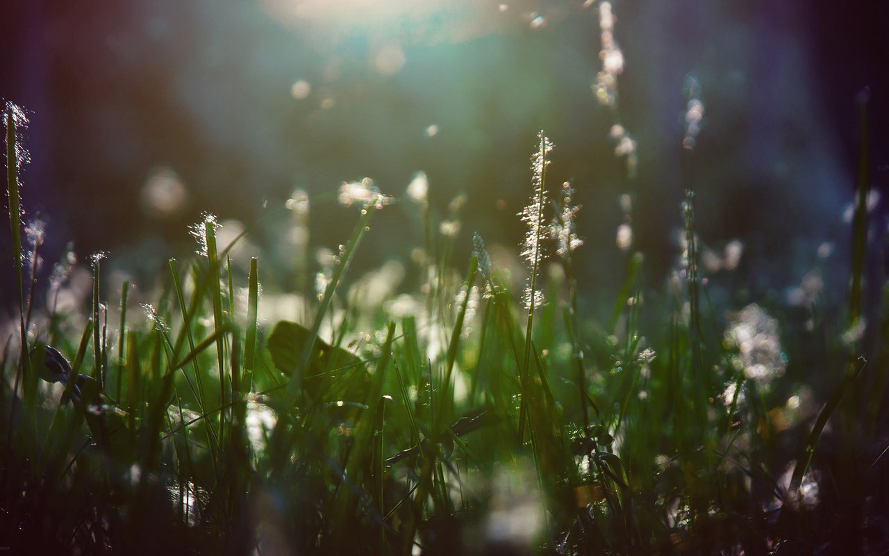 Обои свет, трава, растения, макро, лучи, пух, light, grass, plants, macro, rays, fluff разрешение 2560x1440 Загрузить