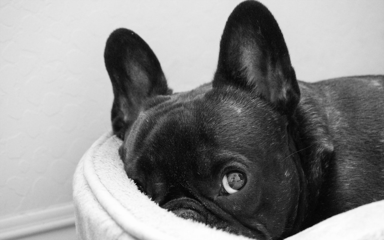 Обои черный, собака, французский бульдог, black, dog, french bulldog разрешение 2560x1600 Загрузить