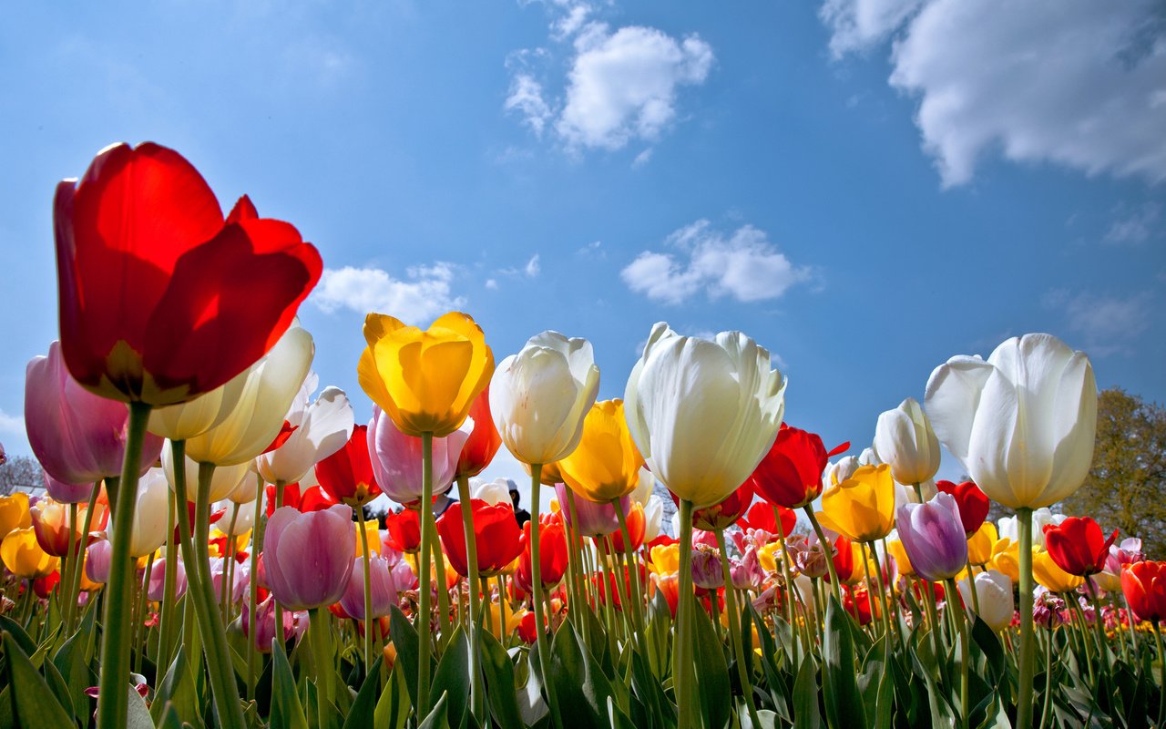 Обои небо, цветы, облака, бутоны, лепестки, разноцветные, весна, тюльпаны, the sky, flowers, clouds, buds, petals, colorful, spring, tulips разрешение 3840x2400 Загрузить