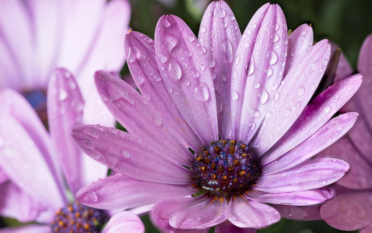 Обои цветы, капли, лепестки, сиреневые, гербера, после дождя, flowers, drops, petals, lilac, gerbera, after the rain разрешение 2048x1409 Загрузить