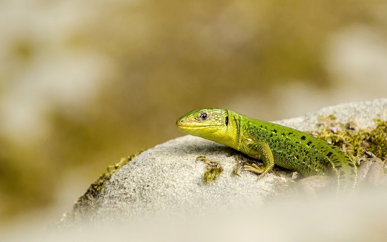 Обои природа, фон, ящерица, nature, background, lizard разрешение 2560x1633 Загрузить