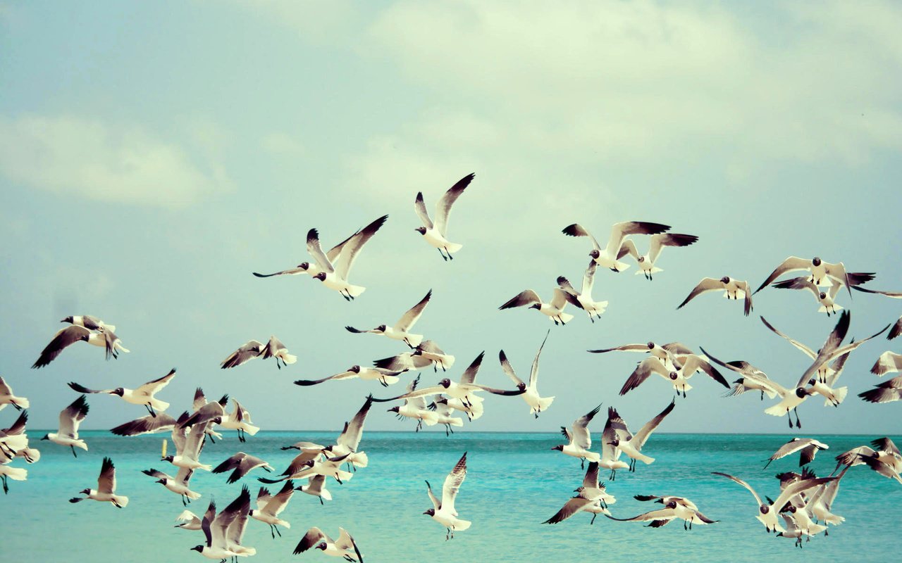 Обои небо, вода, море, полет, крылья, птицы, чайки, the sky, water, sea, flight, wings, birds, seagulls разрешение 1920x1280 Загрузить