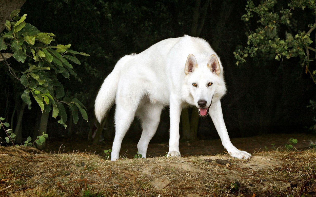 Обои деревья, белый, собака, пес, северный инуит, trees, white, dog, northern inuit разрешение 2560x1600 Загрузить