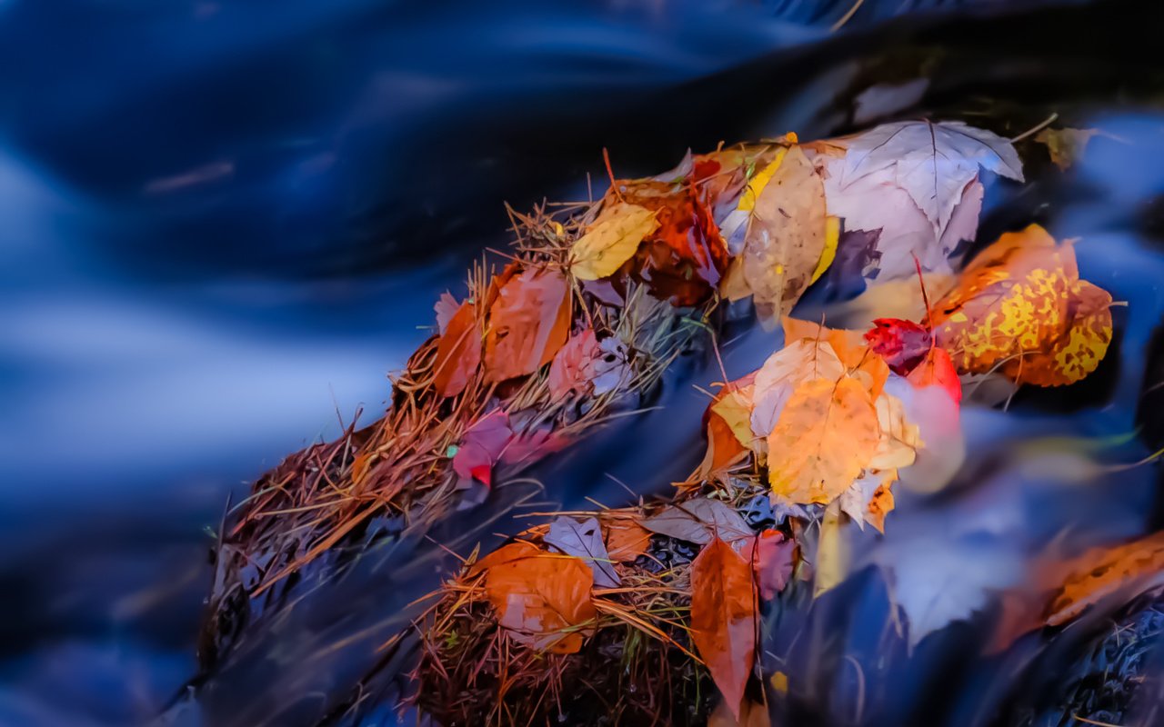 Обои река, камни, листья, ручей, осень, поток, осенние листья, river, stones, leaves, stream, autumn, autumn leaves разрешение 1931x1291 Загрузить