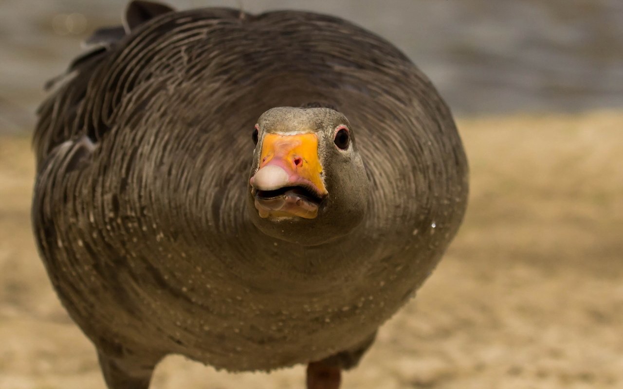 Обои птица, клюв, перья, гусь, крупным планом, толстый, bird, beak, feathers, goose, closeup разрешение 1920x1200 Загрузить