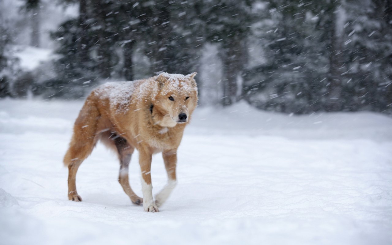 Обои снег, зима, собака, рыжая, метель, snow, winter, dog, red, blizzard разрешение 1920x1200 Загрузить