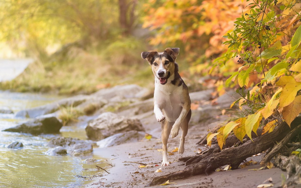 Обои взгляд, осень, собака, друг, look, autumn, dog, each разрешение 1920x1151 Загрузить