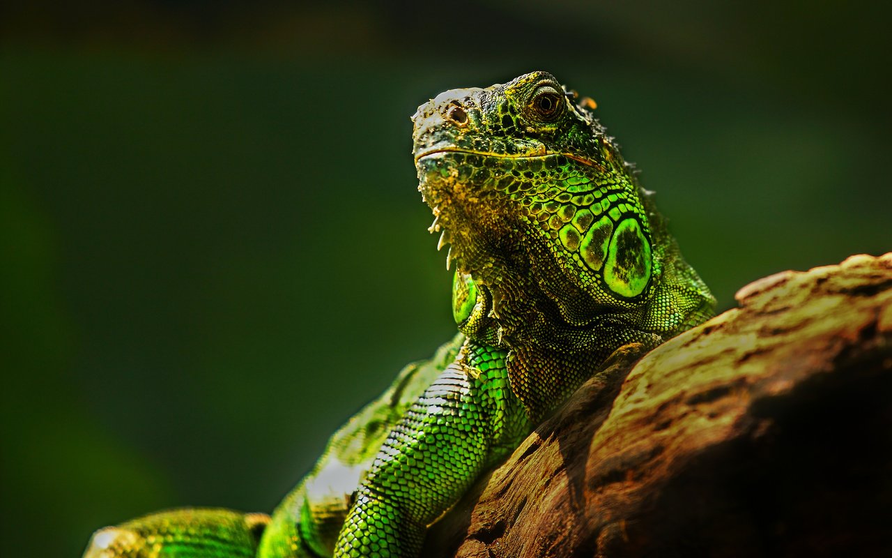 Обои глаза, природа, ящерица, камень, рептилия, игуана, eyes, nature, lizard, stone, reptile, iguana разрешение 2048x1365 Загрузить